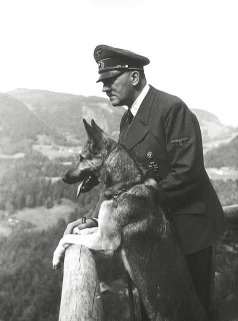 BLONDI